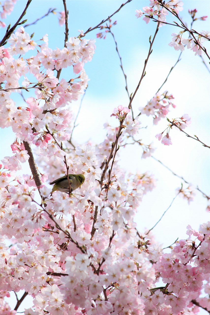 【作例付き撮影地情報】 桜花爛漫・桜の撮影スポット「奈良県編」