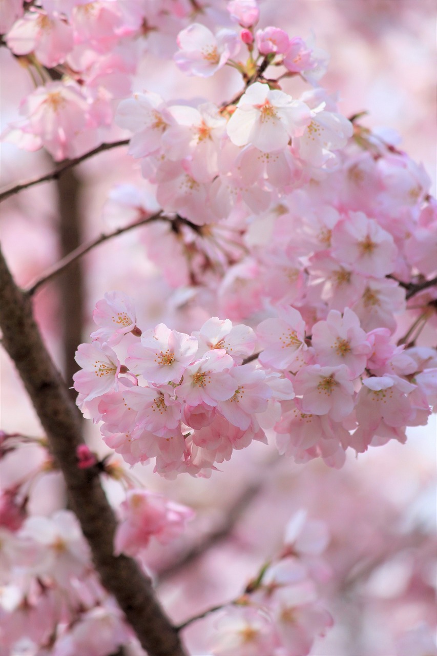 【作例付き撮影地情報】 桜花爛漫・桜の撮影スポット「奈良県編」