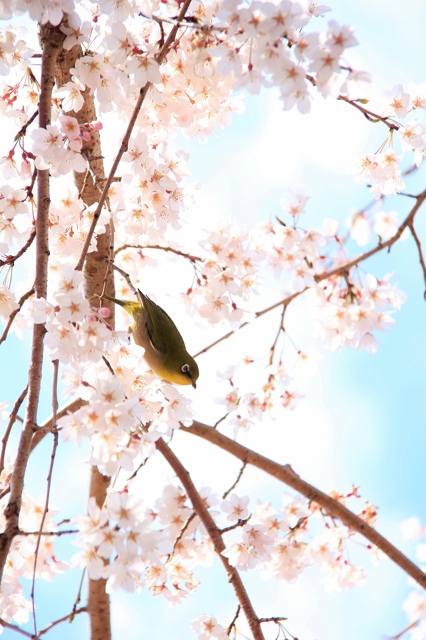 【作例付き撮影地情報】 桜花爛漫・桜の撮影スポット「奈良県編」