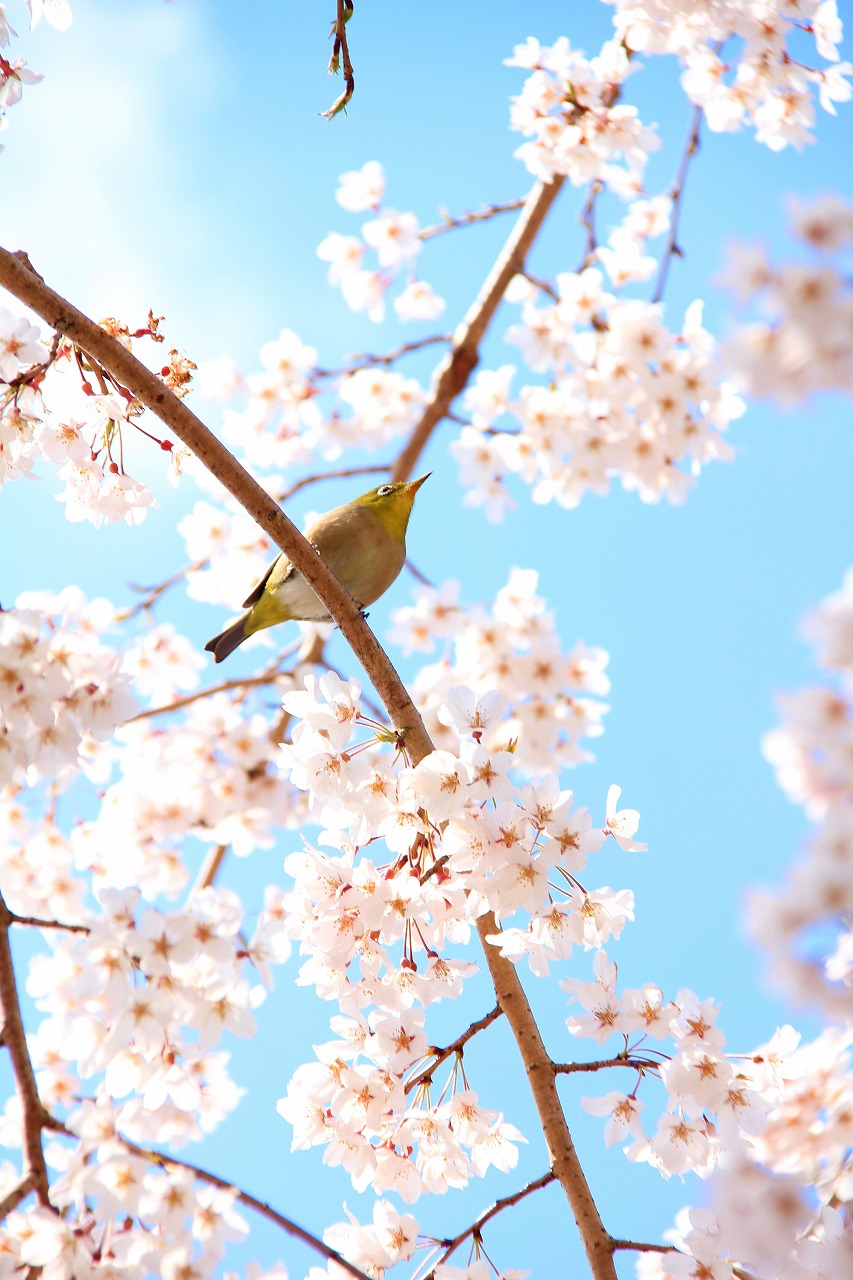 【作例付き撮影地情報】 桜花爛漫・桜の撮影スポット「奈良県編」
