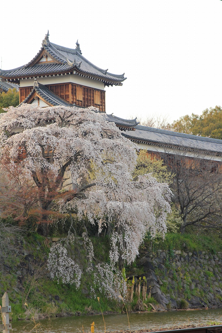 【作例付き撮影地情報】 桜花爛漫・桜の撮影スポット「奈良県編」