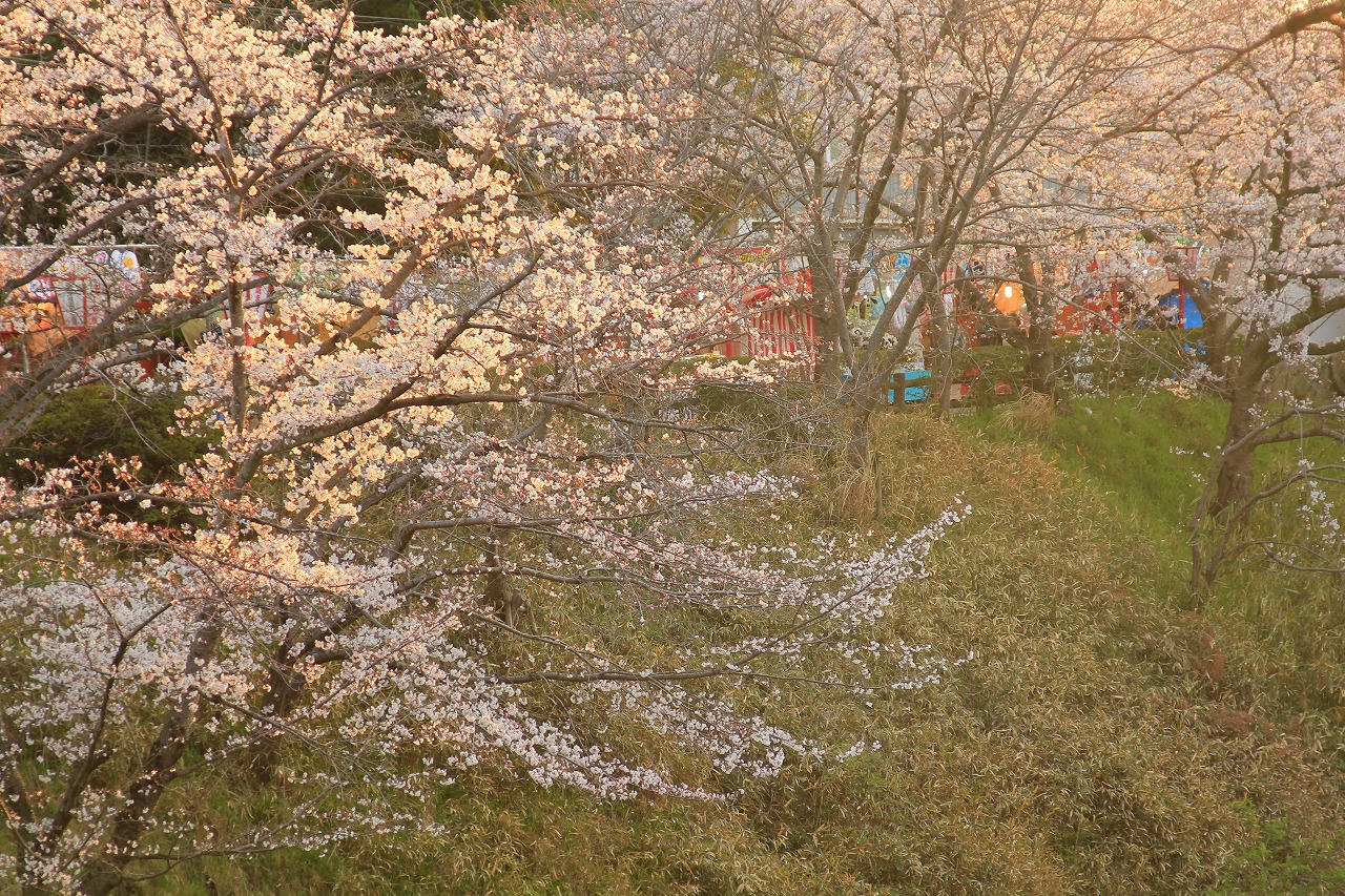 【作例付き撮影地情報】 桜花爛漫・桜の撮影スポット「奈良県編」