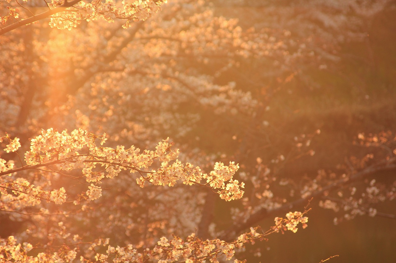 【作例付き撮影地情報】 桜花爛漫・桜の撮影スポット「奈良県編」