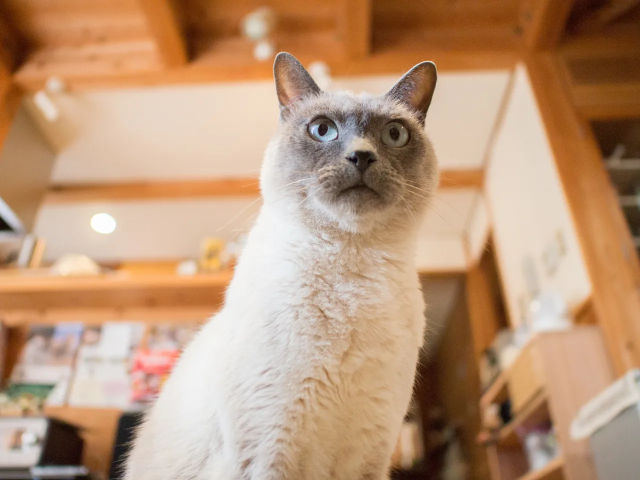 パナソニック LEICA DG SUMMILUX 15mm/F1.7 ASPH.