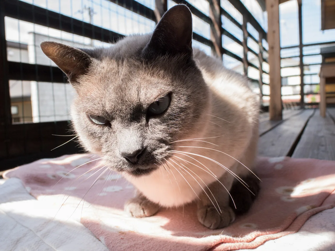 パナソニック LEICA DG SUMMILUX 15mm/F1.7 ASPH.