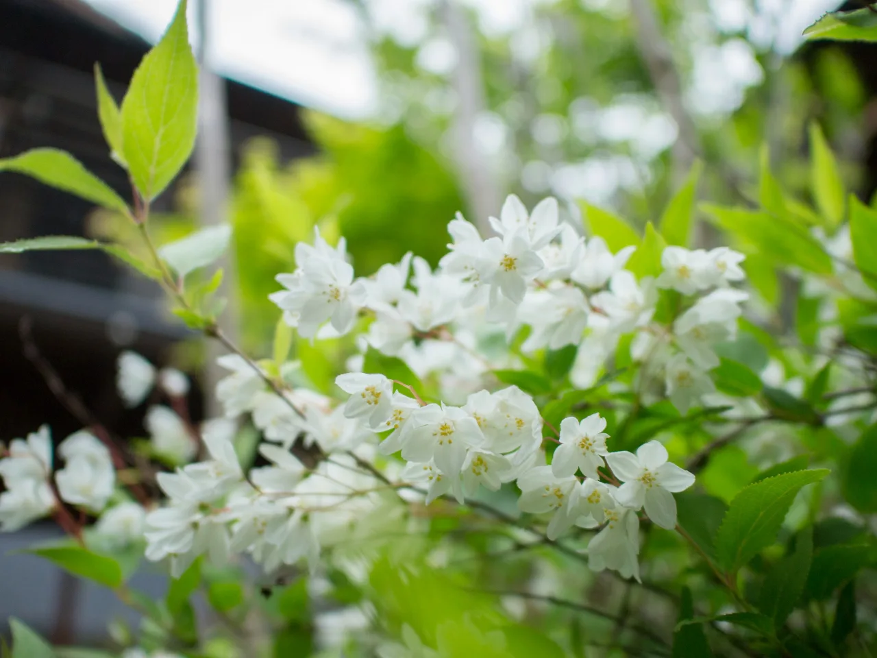 パナソニック LEICA DG SUMMILUX 15mm/F1.7 ASPH.
