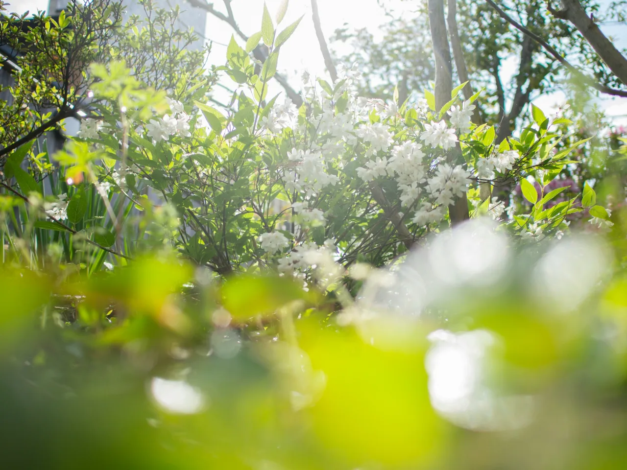 パナソニック LEICA DG SUMMILUX 15mm/F1.7 ASPH.