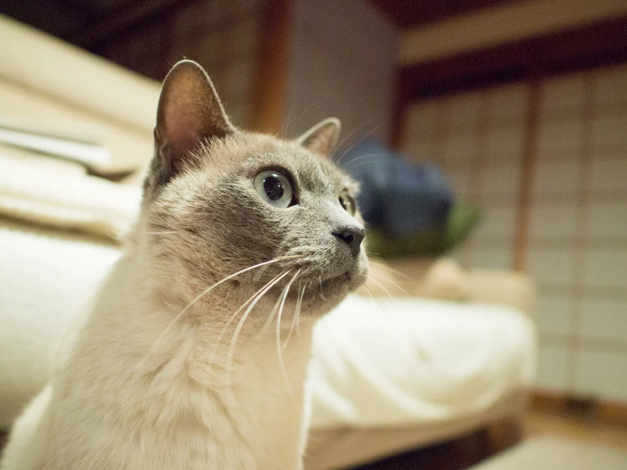 パナソニック LEICA DG SUMMILUX 15mm/F1.7 ASPH.