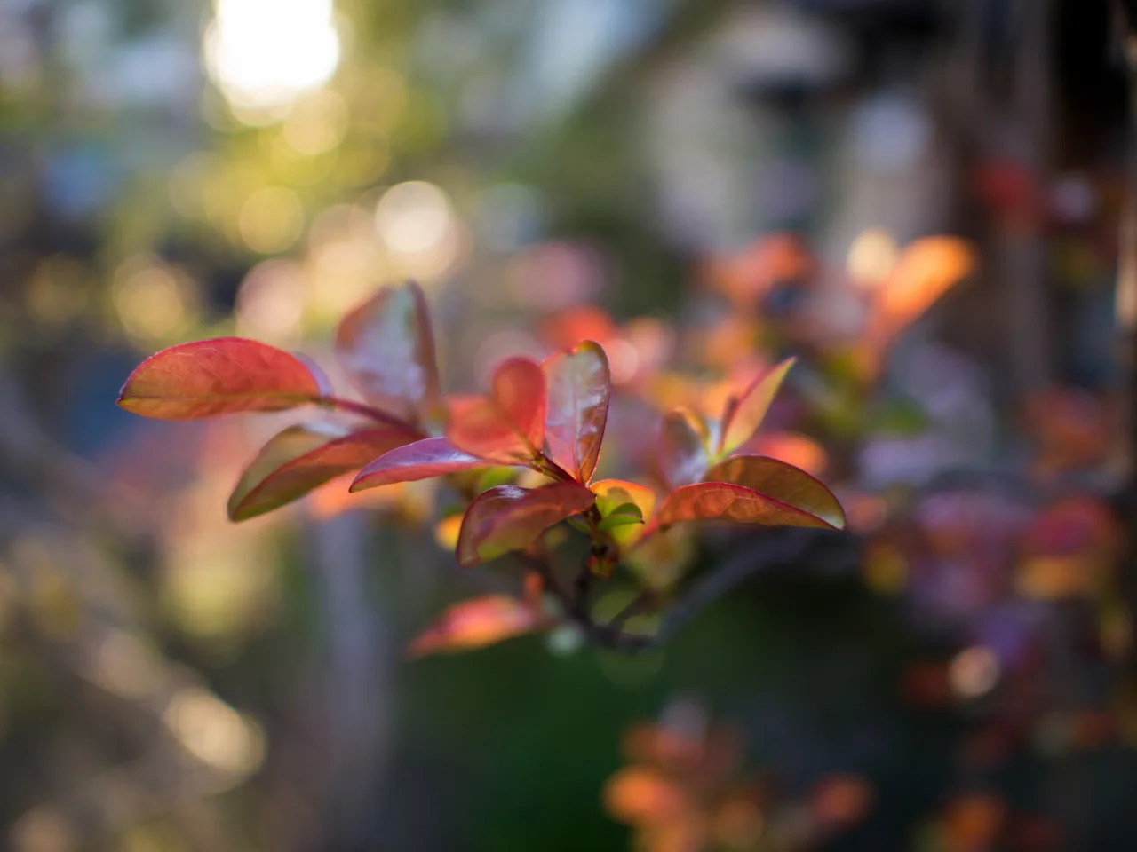 パナソニック LEICA DG SUMMILUX 15mm/F1.7 ASPH.