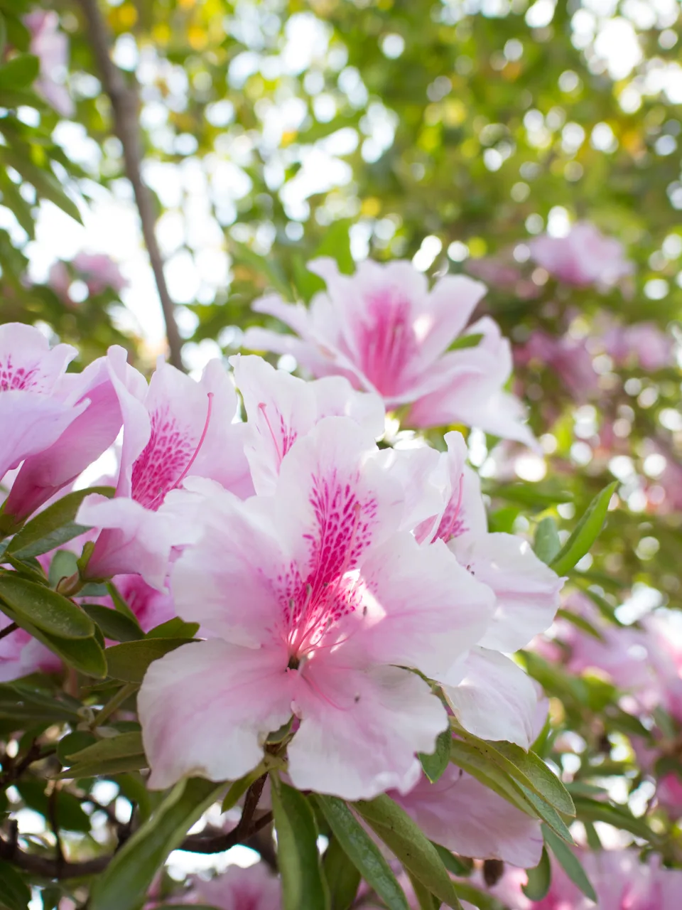 パナソニック LEICA DG SUMMILUX 15mm/F1.7 ASPH.