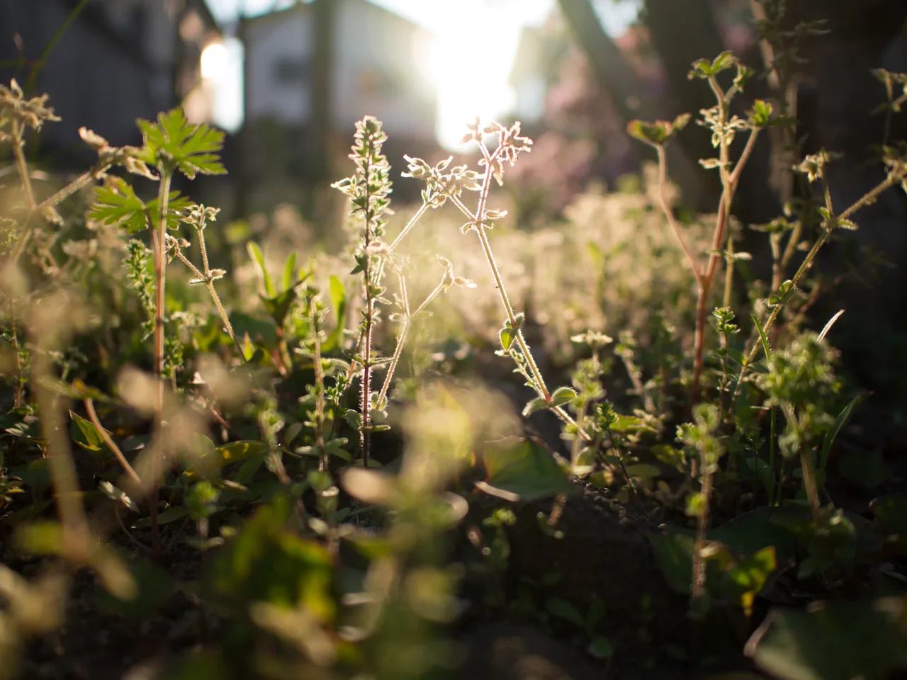 パナソニック LEICA DG SUMMILUX 15mm/F1.7 ASPH.