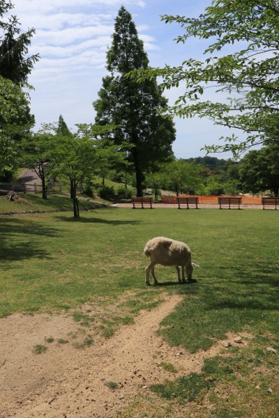 【作例付き撮影地情報】 神戸の奥座敷「有馬・六甲」
