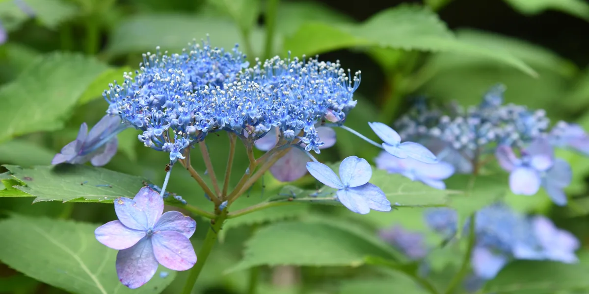 紫陽花は曇りの日こそ撮りに行こう