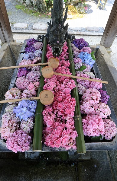 【作例付き撮影地情報】 京都の紫陽花を撮る「楊谷寺・善峰寺」