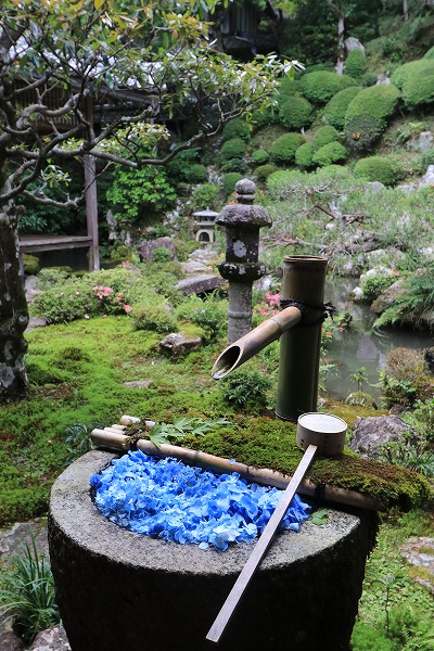 【作例付き撮影地情報】 京都の紫陽花を撮る「楊谷寺・善峰寺」