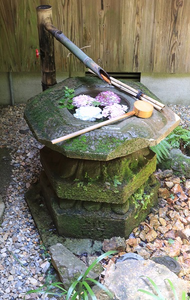 【作例付き撮影地情報】 京都の紫陽花を撮る「楊谷寺・善峰寺」