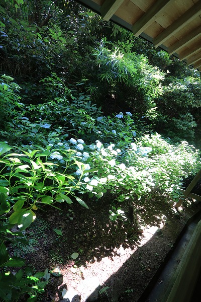 【作例付き撮影地情報】 京都の紫陽花を撮る「楊谷寺・善峰寺」