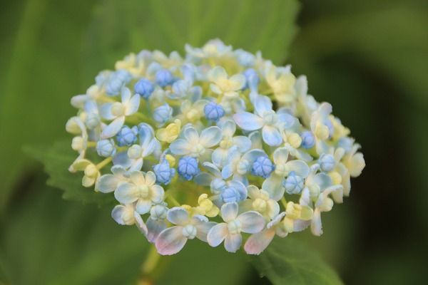 【作例付き撮影地情報】 京都の紫陽花を撮る「楊谷寺・善峰寺」