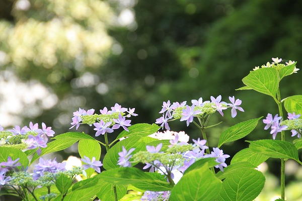 【作例付き撮影地情報】 京都の紫陽花を撮る「楊谷寺・善峰寺」