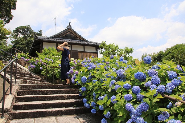 【作例付き撮影地情報】 京都の紫陽花を撮る「楊谷寺・善峰寺」