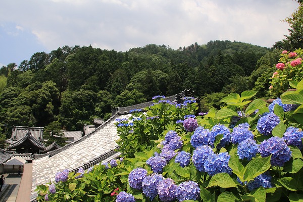 【作例付き撮影地情報】 京都の紫陽花を撮る「楊谷寺・善峰寺」