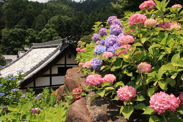 【作例付き撮影地情報】 京都の紫陽花を撮る「楊谷寺・善峰寺」