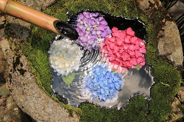 【作例付き撮影地情報】 京都の紫陽花を撮る「楊谷寺・善峰寺」
