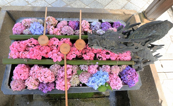 【作例付き撮影地情報】 京都の紫陽花を撮る「楊谷寺・善峰寺」