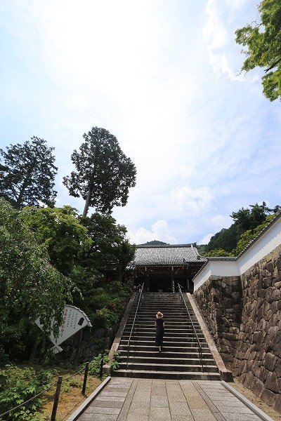 【作例付き撮影地情報】 京都の紫陽花を撮る「楊谷寺・善峰寺」