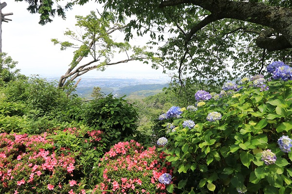【作例付き撮影地情報】 京都の紫陽花を撮る「楊谷寺・善峰寺」