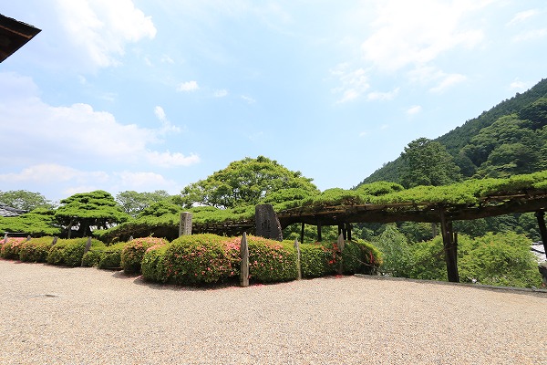 【作例付き撮影地情報】 京都の紫陽花を撮る「楊谷寺・善峰寺」