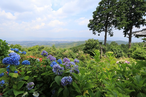 【作例付き撮影地情報】 京都の紫陽花を撮る「楊谷寺・善峰寺」