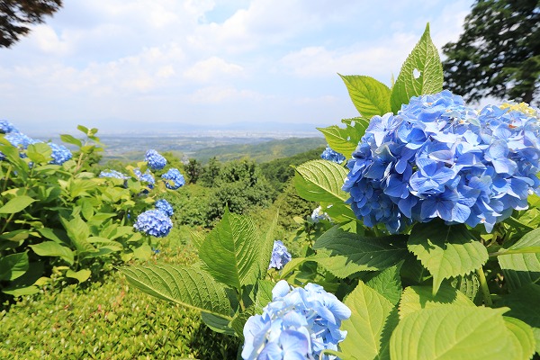 【作例付き撮影地情報】 京都の紫陽花を撮る「楊谷寺・善峰寺」