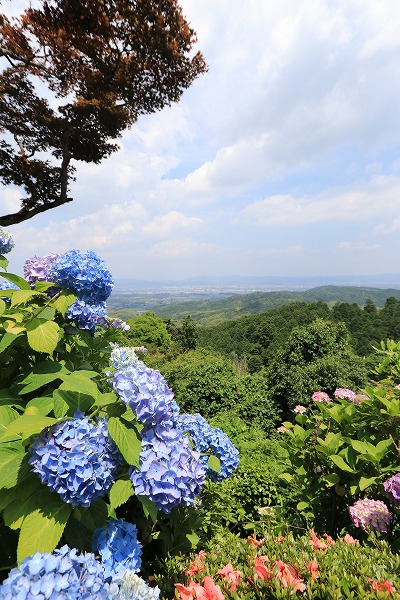 【作例付き撮影地情報】 京都の紫陽花を撮る「楊谷寺・善峰寺」