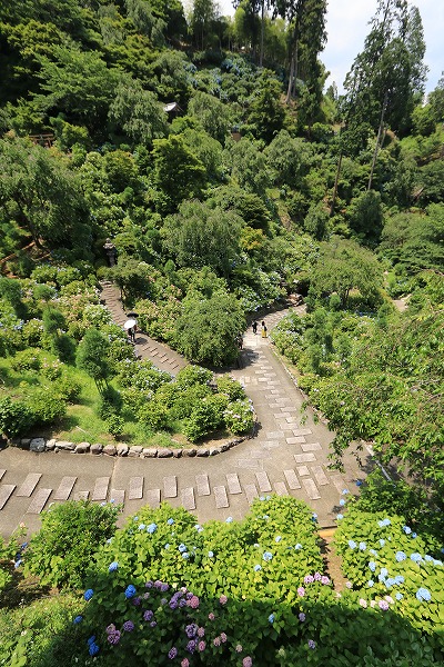 【作例付き撮影地情報】 京都の紫陽花を撮る「楊谷寺・善峰寺」