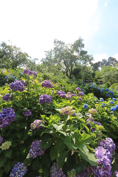 【作例付き撮影地情報】 京都の紫陽花を撮る「楊谷寺・善峰寺」