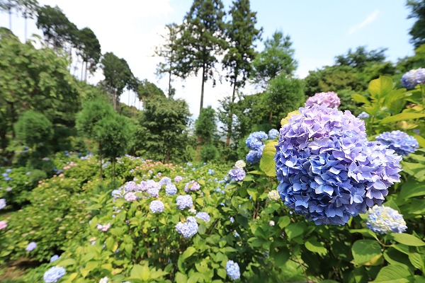 【作例付き撮影地情報】 京都の紫陽花を撮る「楊谷寺・善峰寺」