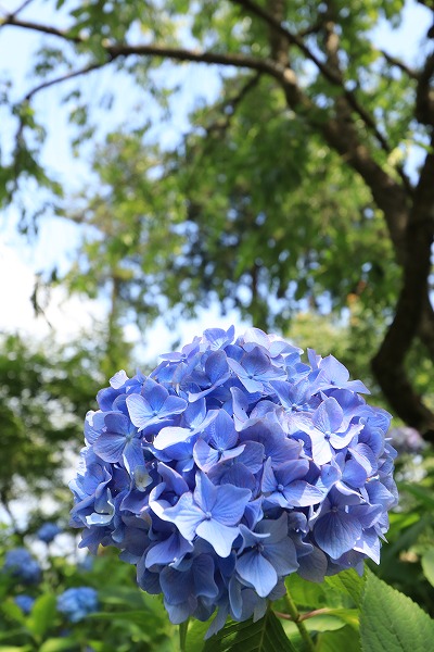 【作例付き撮影地情報】 京都の紫陽花を撮る「楊谷寺・善峰寺」