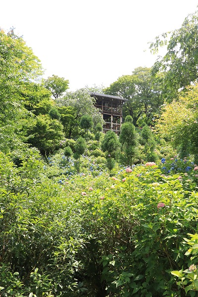 【作例付き撮影地情報】 京都の紫陽花を撮る「楊谷寺・善峰寺」