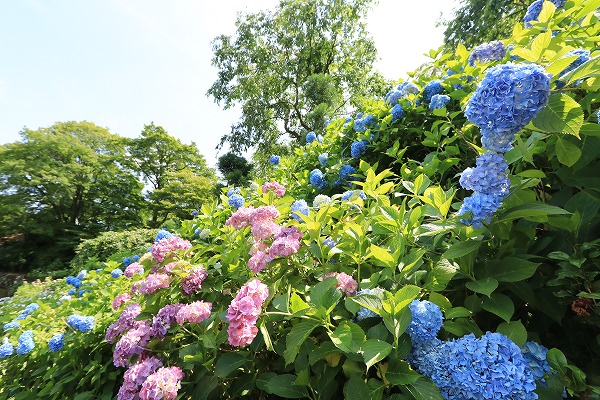 【作例付き撮影地情報】 京都の紫陽花を撮る「楊谷寺・善峰寺」