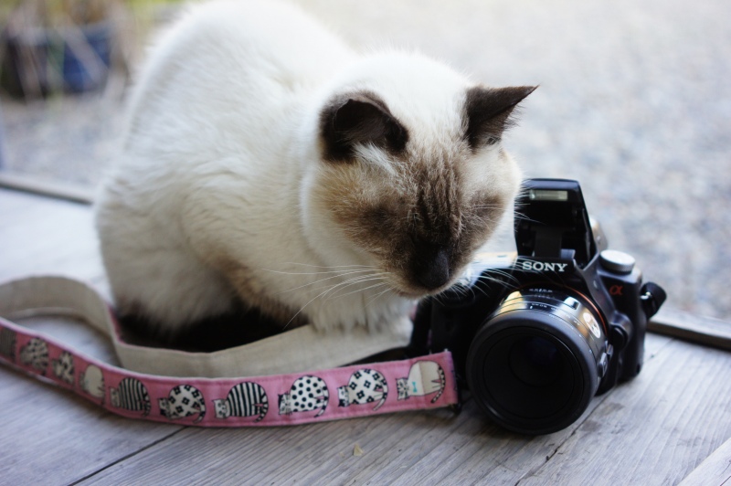 MINOLTA AF MACRO 50mm F2.8 ミノルタ マクロ レンズ