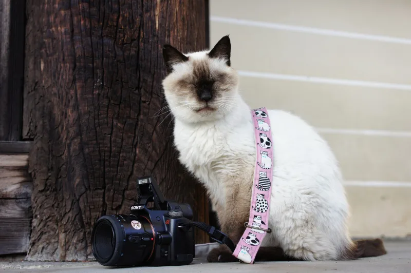 SONY α33/MINOLTA AF MACRO 50mm f2.8【京都の猫 撮影レビュー