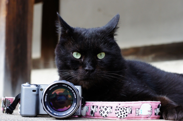 おすすめオールド標準レンズｆ1.4編【京都の猫 撮影レビュー】｜カメラ