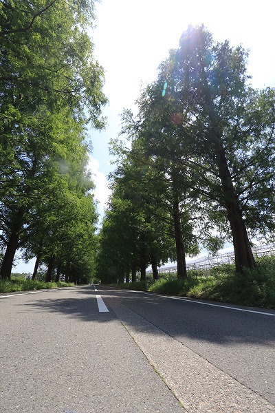 【作例付き撮影地情報】 琵琶湖の西北「滋賀県・高島」の夏