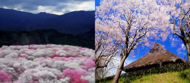 川村先生　花風景