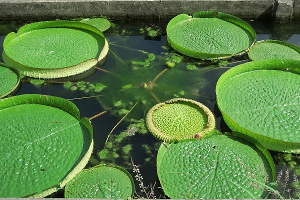 【作例付き撮影地情報】 森の植物園「大阪市立大学理学部附属植物園」