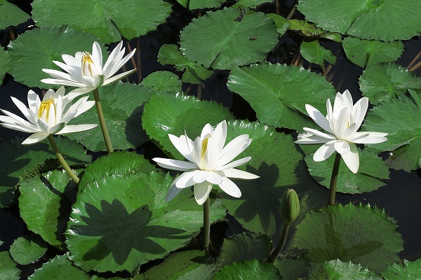 【作例付き撮影地情報】 森の植物園「大阪市立大学理学部附属植物園」