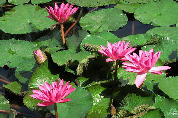 【作例付き撮影地情報】 森の植物園「大阪市立大学理学部附属植物園」