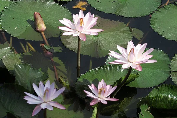 【作例付き撮影地情報】 森の植物園「大阪市立大学理学部附属植物園」