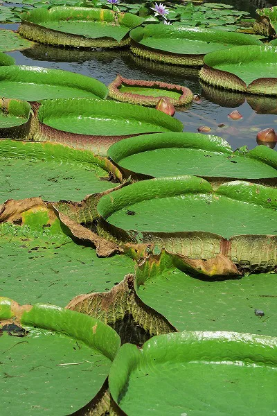 【作例付き撮影地情報】 森の植物園「大阪市立大学理学部附属植物園」